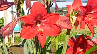 Lirio vermelho