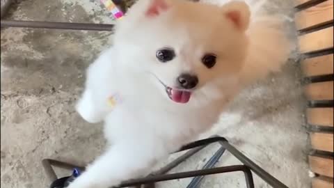 Cute fluffy white puppies and dogs that are both adorable and funny