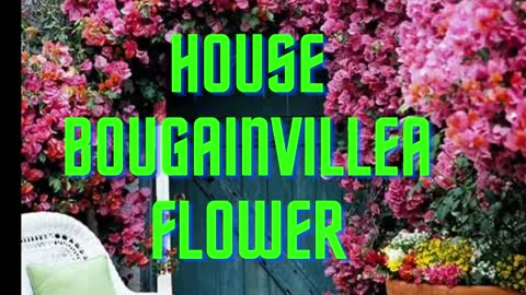 BEAUTIFULL House WITH bougainvillea flowerS