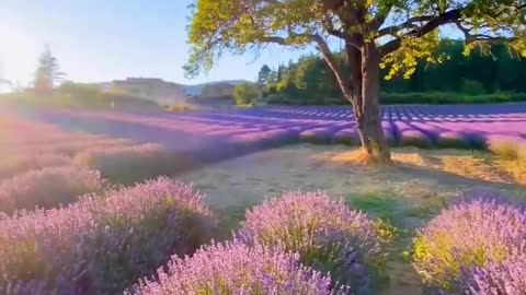 Have you been to a lavender field before? 🇫🇷