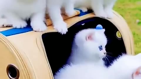 Five cat 🐈 New pyari cat funny 🤣 viral video