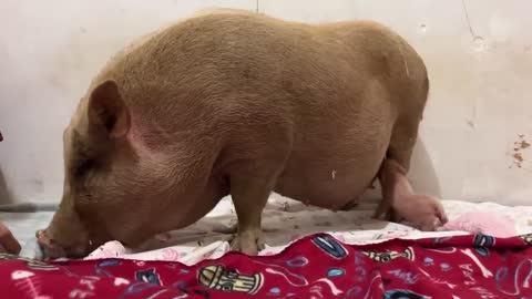 Rescued Mama Pig & Baby Piglet Talking to Each Other