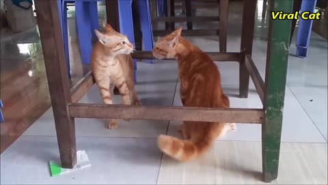 Cats fighting and meowing