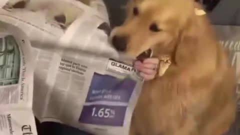UPSET DOG CUT THE NEWS PAPER NEED OWNER ATTENTION.mp4