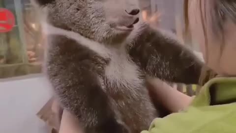 Grizzly cub loves his caretaker 😍😍😍