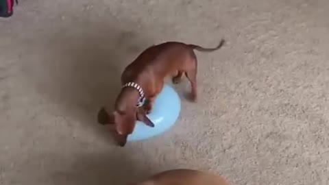 Dogs playing funny ball
