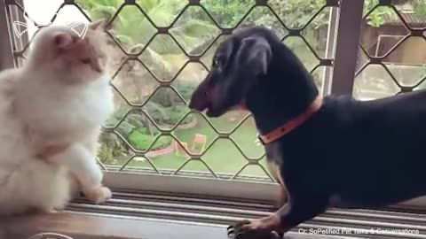 Funny Dog and Cat videos that Make Me Laugh Uncontrollably 😂