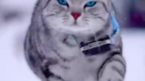 Funniest Animals | Beautiful 😻 Cat | Funny Animals Video