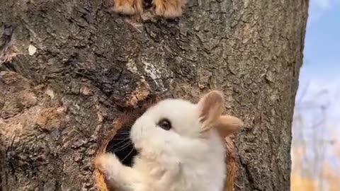 The adorable little bunny in the tree hollow.