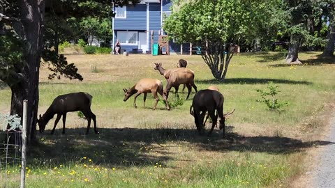 Elk in Drivway