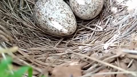 oiseau tidili morocco