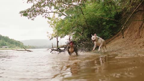 Dogs at the river playing happily.