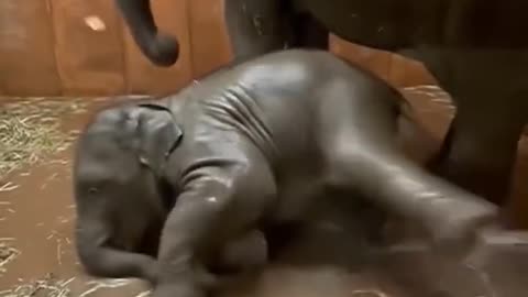 CUTE ELEPHANT BABY ENJOY WATER WITH MOTHER