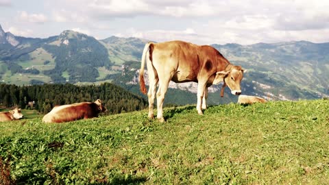 MÃE VACA E SEUS LINDOS BEZERROS NUMA BELISSIMA PAISAGEM