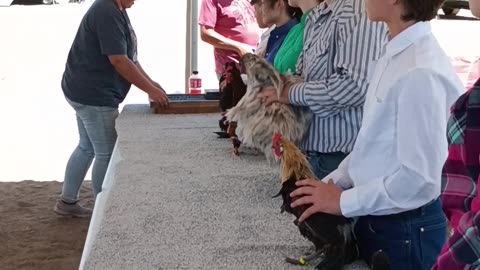 2023 Kingman classic intermediate poultry showmanship