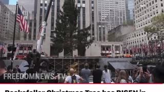 Rockefeller Tree Put up on NY