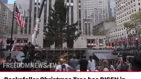 Rockefeller Tree Put up on NY