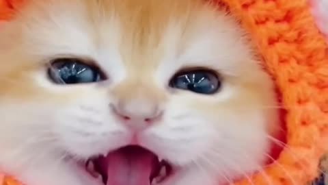 Cute Funny Cat