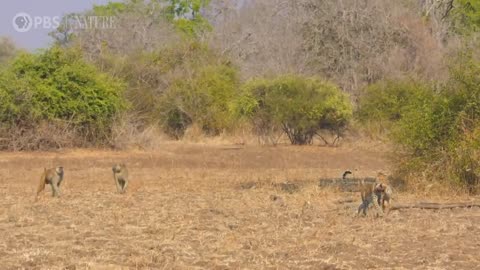 Leopard Hunts Baboon in Broad Daylight