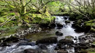 Forest River Nature Sounds-Mountain Stream Waterfall-8 Hr Relaxing Birds & Water Sounds for Sleeping
