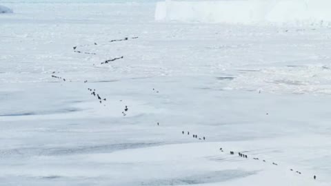 Penguin Parade 🐜 🐜 🐜 🐜 🐜 Adelie penguins going to sea for hunting fish and krill