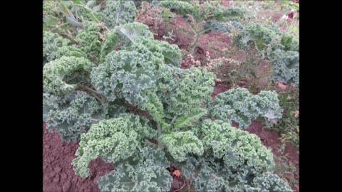 A Hardy Cabbage Kale Sept 2021