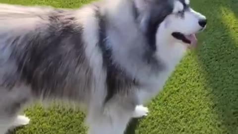 Siberians husky attitude