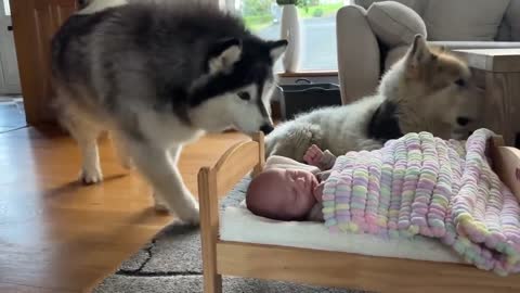 Wolf Pack Surround And Protect Newborn Baby! (Cutest Ever!)