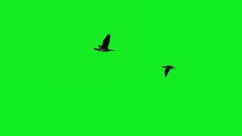 bird flying green screen keying video