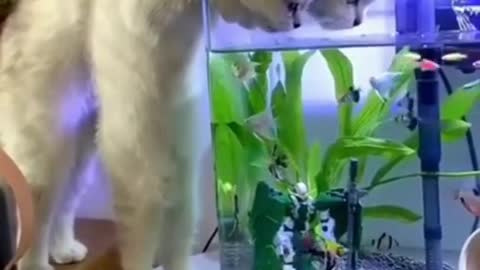 We are just watching them 🐠🐱 funny cat video