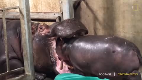 Fiona the Hippo for Christmas