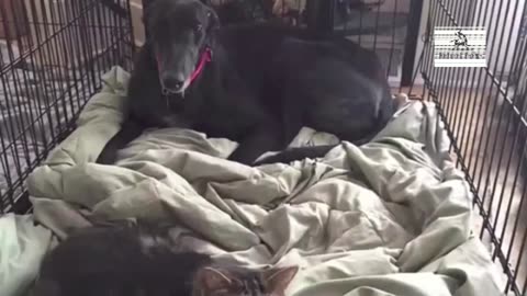 Crazy Love Between Dog And Cat