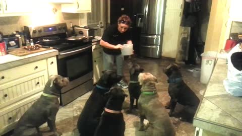 4 year old feeding six pit bulls "owner"