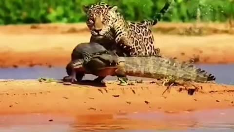 A Jaguar attacks a caiman