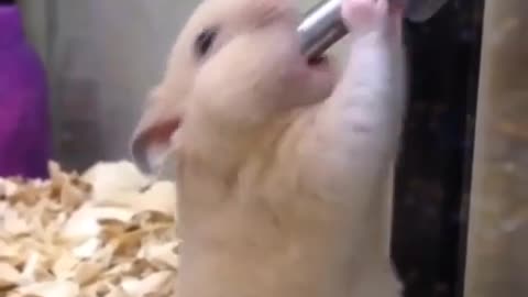 A hamster that grinds its teeth