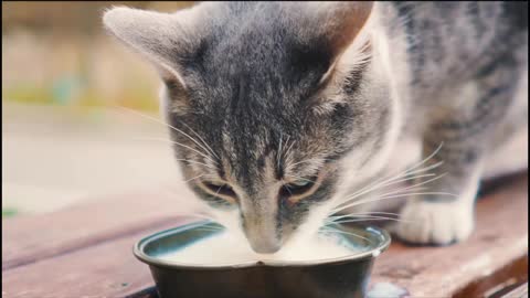 Cat drinking Milk