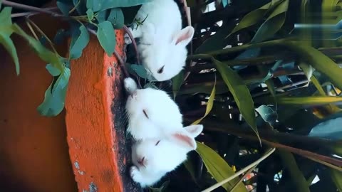 Cute Animal Rabbits as Pets Video funny video