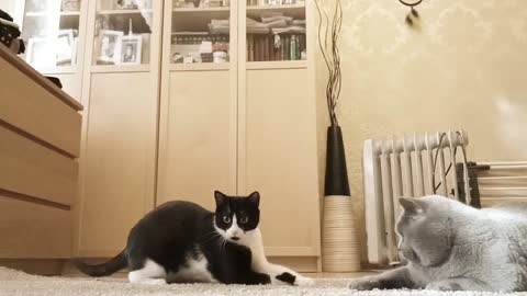 Two Cats playing funny video