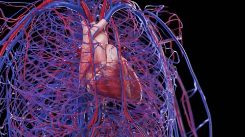 A mesmerizing visual of the heart and vascular system. Explore the intricate