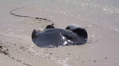 shark vs stingray on the great barrier reef