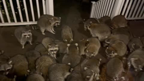 Horde of Raccoons Swarms Porch