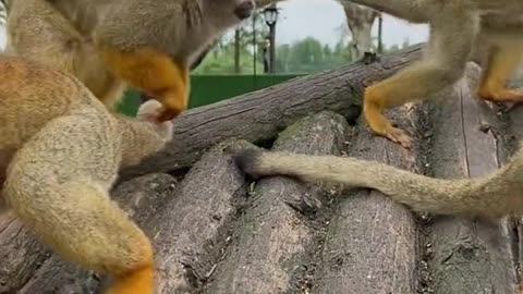 The squirrel monkey has a considerable variety of 26 calls