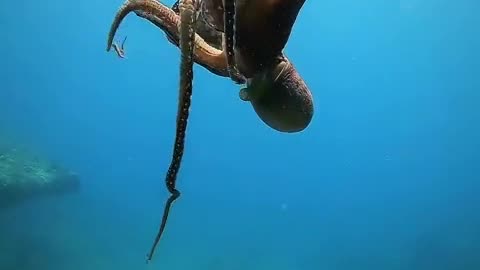 Funny Octopus dancing