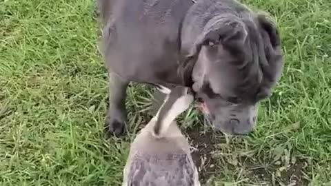 feathered pinches annoy the dog, but the dog really likes it