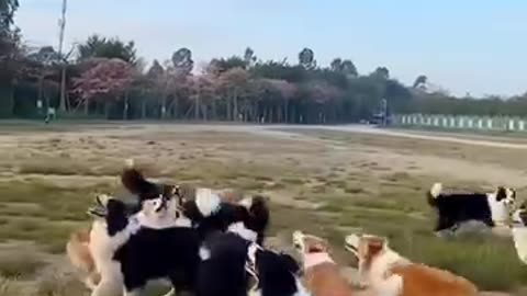 Cute animals 😍 playing together #dogylovers#whatsappstatus#viralpost