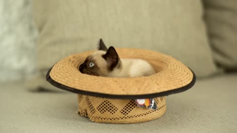 Siamese cat inside a brown hat