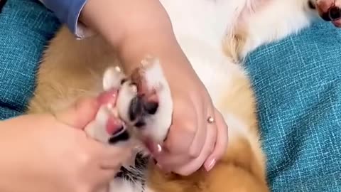 It's time for another Corgi care routine, do you think he enjoys it.-7