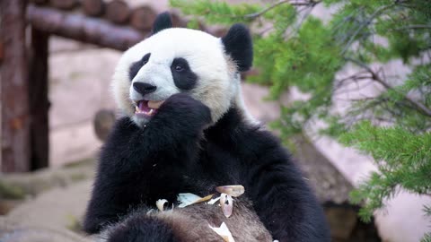 Discovering Pandas: A Journey into the World of China's Wildlife