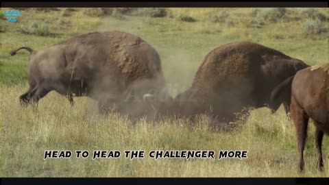 Bison fight for mating rights