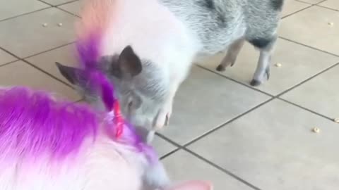 Cheerios Pig Party